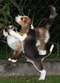 kat en beaglepup