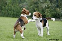spelende beagles