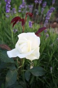 engelse witte roos 2012